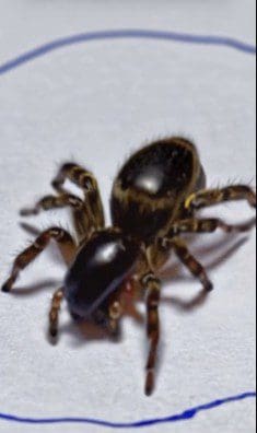 Close-up of a small black spider on a white surface.