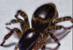 Close-up of a small black spider on a white surface.
